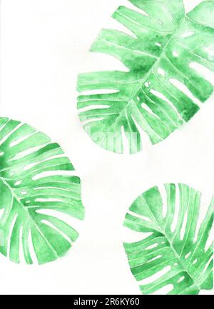 Aquarellzeichnung im Stil naiver grüner Blätter Monstera Stockfoto