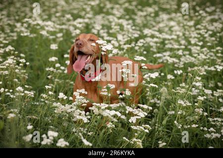Ein Hund der ungarischen Vizsla-Rasse genießt das Leben auf einer grünen Wiese mit weißen Blumen Stockfoto