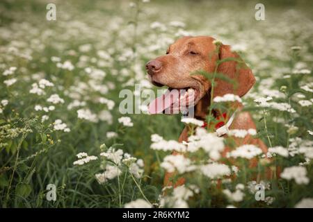 Ein Hund der ungarischen Vizsla-Rasse genießt das Leben auf einer grünen Wiese mit weißen Blumen Stockfoto