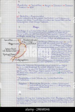 Schülernotizen zur Biologie in einem Schulheft über die Struktur des menschlichen Verdauungssystems Stockfoto