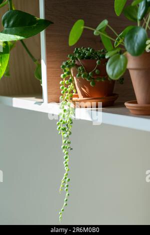 Plant In A Box – Senecio Rowleyanus (Perlenschnur) – 2er Set, Hängepflanze, Topf 12 Cm, Höhe 10-20 Cm