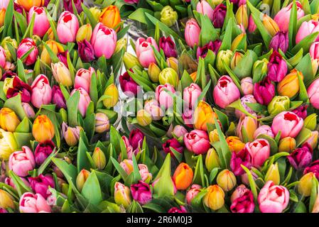 Farbenfrohe frische Tulpen im Blumenmarkt, Amsterdam, Niederlande, Europa Stockfoto