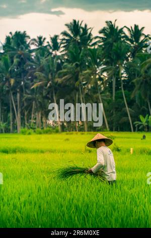 Blick auf einen Balinesen mit einem typischen konischen Hut, der auf den Reisfeldern arbeitet, Sidemen, Kabupaten Karangasem, Bali, Indonesien, Südostasien, Asien Stockfoto