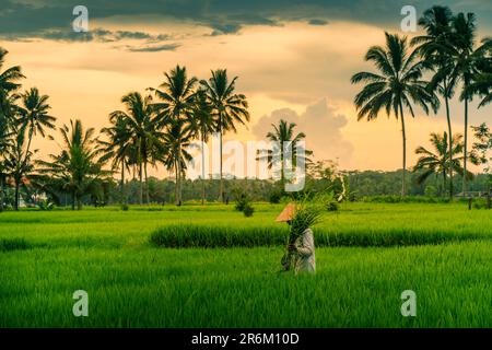 Blick auf einen Balinesen mit einem typischen konischen Hut, der auf den Reisfeldern arbeitet, Sidemen, Kabupaten Karangasem, Bali, Indonesien, Südostasien, Asien Stockfoto