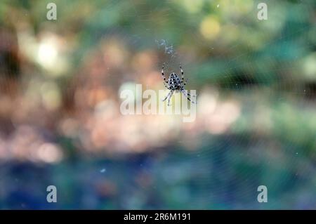 Die Spinne sitzt an einem sonnigen Tag vor verschwommenem Hintergrund auf ihrem Netz im Wald Stockfoto