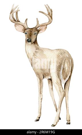 Aquarell-Weihnachtshirsche, Waldbewohner. Handgezeichnete Aquarell-Illustration. Winterurlaub. Stockfoto