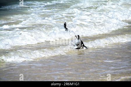Ein schwarz-weißer Hund genießt einen Sommertag am Strand und reitet auf einem Surfbrett auf einer ankommenden Welle Stockfoto