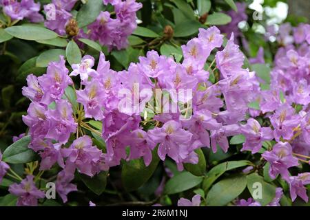 Rhododendron "Fastuosum Flore Pleno" in Blume. Stockfoto