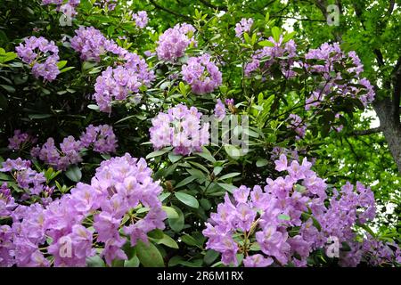 Rhododendron "Fastuosum Flore Pleno" in Blume. Stockfoto