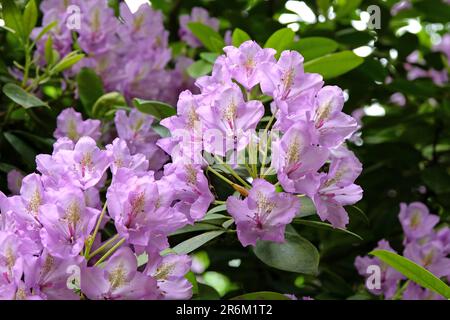 Rhododendron "Fastuosum Flore Pleno" in Blume. Stockfoto