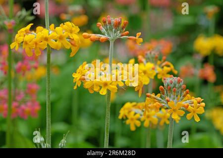 Gelbe japanische Primrosen in Blüten. Stockfoto