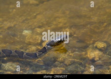 Wasserschlange im See Stockfoto