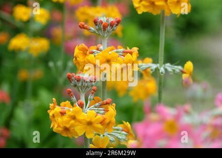 Gelbe japanische Primrosen in Blüten. Stockfoto