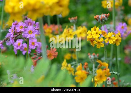 Gelbe japanische Primrosen in Blüten. Stockfoto