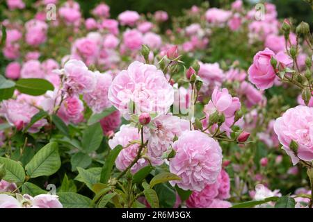Rosa Harlow Carr in Blume. Stockfoto