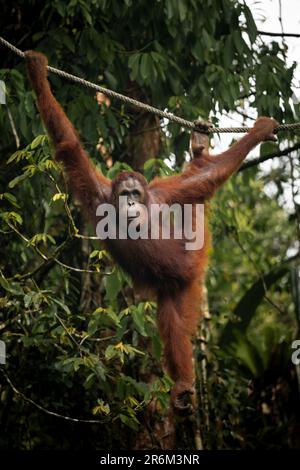 Orang-Utan im Semenggoh Wildlife Rehabilitation Center, Sarawak, Borneo, Malaysia, Südostasien, Asien Stockfoto