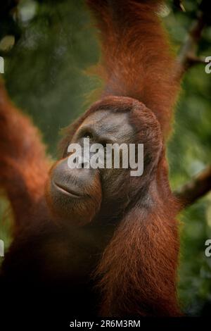 Orang-Utan im Semenggoh Wildlife Rehabilitation Center, Sarawak, Borneo, Malaysia, Südostasien, Asien Stockfoto