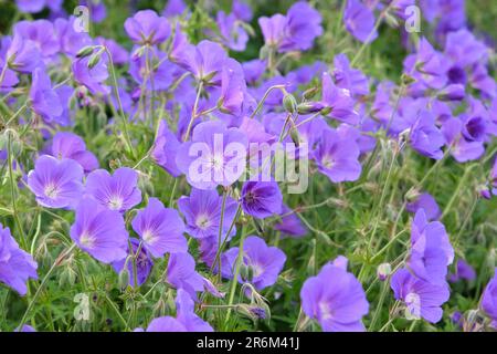 Hardy Geranium 'Orion' in Blume. Stockfoto