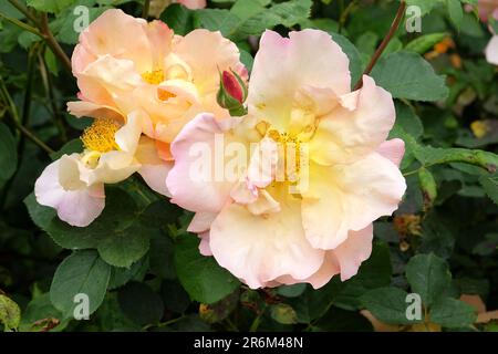 Rosa "Fighting Temeraire" in Blume. Stockfoto