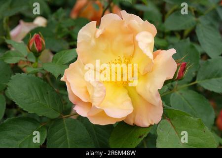 Rosa "Fighting Temeraire" in Blume. Stockfoto