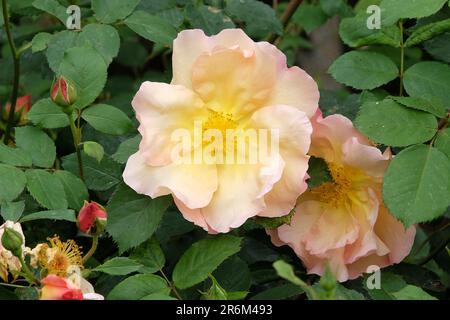 Rosa "Fighting Temeraire" in Blume. Stockfoto