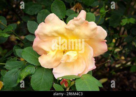 Rosa "Fighting Temeraire" in Blume. Stockfoto