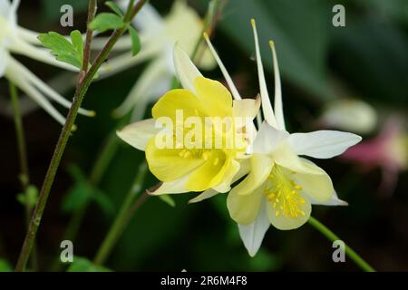 Aquilegia Chrysantha „Texas Yellow“ in Blume. Stockfoto