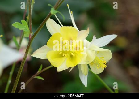 Aquilegia Chrysantha „Texas Yellow“ in Blume. Stockfoto