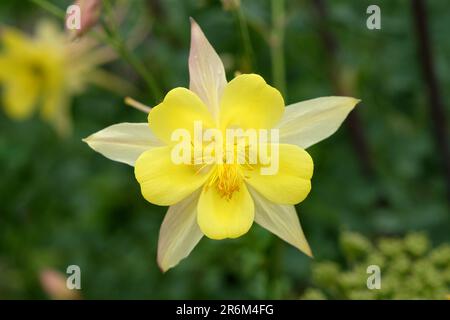 Aquilegia Chrysantha „Texas Yellow“ in Blume. Stockfoto