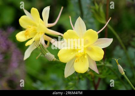 Aquilegia Chrysantha „Texas Yellow“ in Blume. Stockfoto