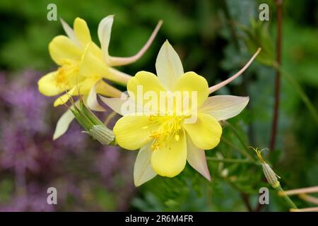 Aquilegia Chrysantha „Texas Yellow“ in Blume. Stockfoto