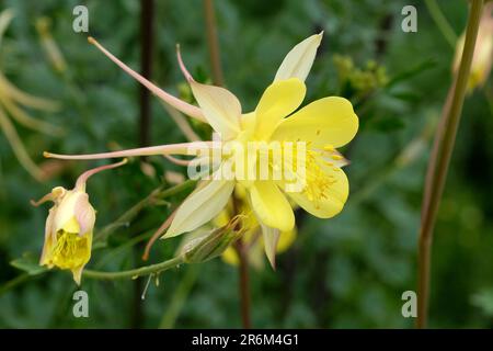 Aquilegia Chrysantha „Texas Yellow“ in Blume. Stockfoto