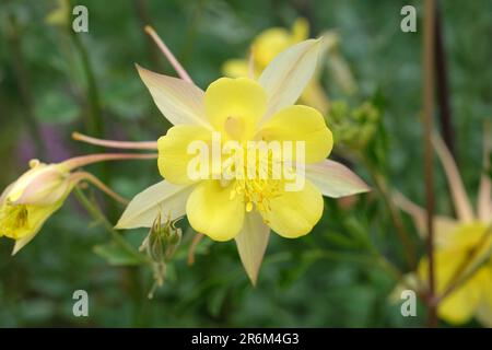 Aquilegia Chrysantha „Texas Yellow“ in Blume. Stockfoto