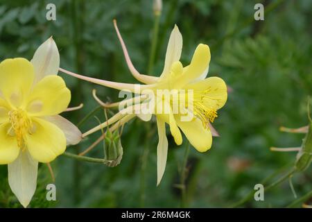 Aquilegia Chrysantha „Texas Yellow“ in Blume. Stockfoto