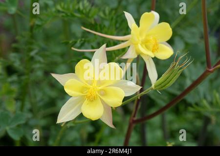 Aquilegia Chrysantha „Texas Yellow“ in Blume. Stockfoto