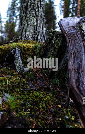 Ein üppig grüner Waldboden mit Moos. Stockfoto