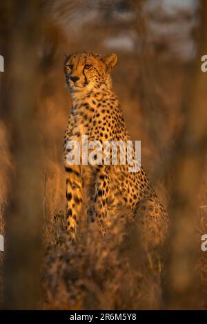 Gepard (Acinonyx jubatus). Zimanga privates Wildreservat, KwaZulu-Natal, Südafrika, Afrika Stockfoto