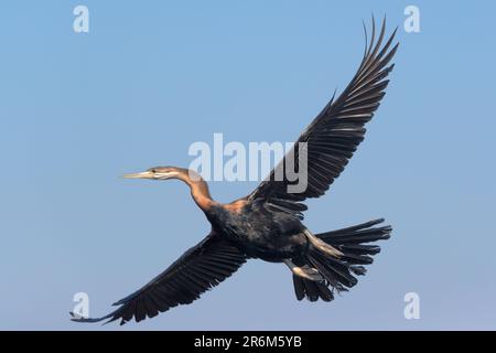 Afrikanische Darter (Anhinga Rufa), Chobe Nationalpark, Botswana, Afrika Stockfoto