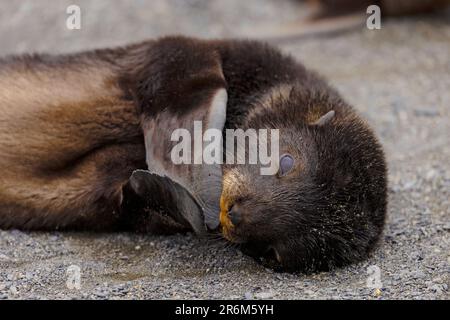 Südlicher Pelzrobben-Welpe auf South Georgia Island, Polarregionen Stockfoto