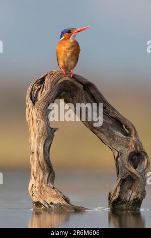 Malachite King Fisher (Corythornis cristatus), Zimanga Game Reserve, KwaZulu-Natal, Südafrika, Afrika Stockfoto