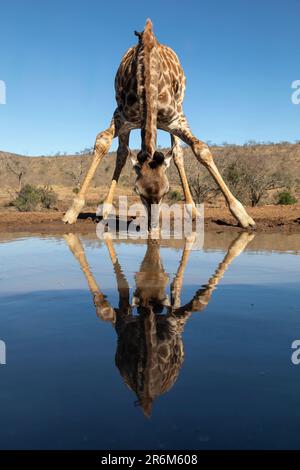 Giraffen (Giraffa camelopardalis) Trinken, Zimanga Wildreservat, KwaZulu-Natal, Südafrika, Afrika Stockfoto