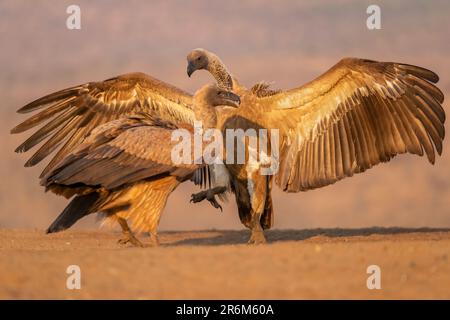 Weiße Geier (Zigeuner africanus), Zimanga Wildreservat, KwaZulu-Natal, Südafrika, Afrika Stockfoto