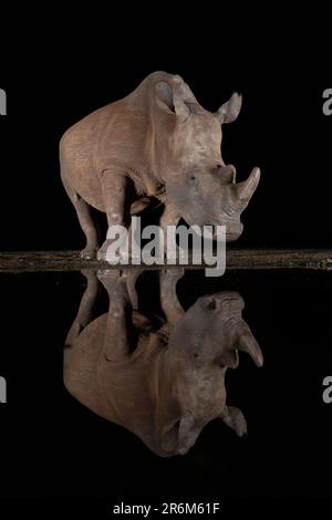 Weißes Nashorn (Ceratotherium simum) bei Nacht, Zimanga Wildreservat, KwaZulu-Natal, Südafrika, Afrika Stockfoto