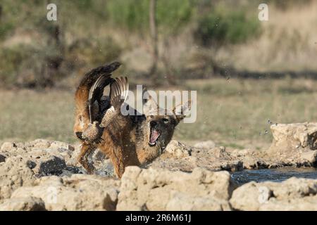 Schwarzrückenschakal (Lupulella mesomelas) auf der Jagd nach Burchells Sandhühner-Beute (Pterocles burchelli), Kgalagadi Transfrontier Park Stockfoto