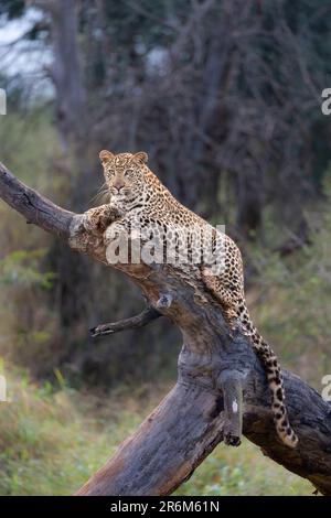 Leopard (Panthera pardus) junger Mann, Zimanga privates Wildreservat, KwaZulu-Natal, Südafrika, Afrika Stockfoto