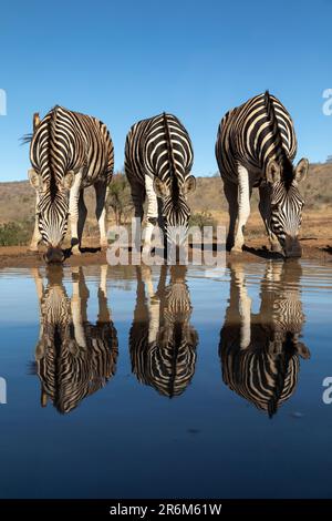 Plains Zebra (Equus quagga burchellii) in Water, Zimanga Game Reserve, KwaZulu-Natal, Südafrika, Afrika Stockfoto