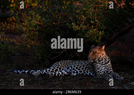 Leopard (Panthera pardus), Mashatu Game Reserve, Botsuana, Afrika Stockfoto