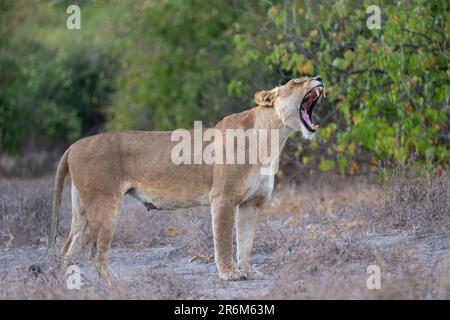 Löwin (Panthera Leo), Chobe Nationalpark, Botswana, Afrika Stockfoto