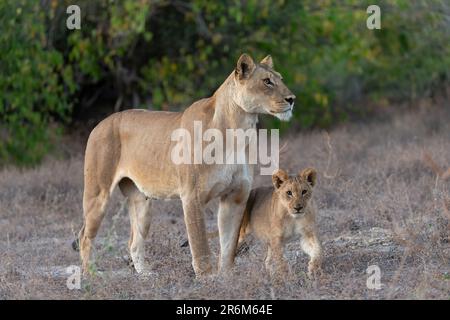 Löwin (Panthera leo) und Junges, Chobe-Nationalpark, Botsuana, Afrika Stockfoto