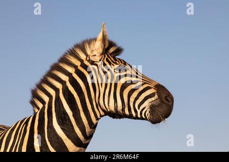 Plains Zebra (Equus quagga burchellii), Zimanga Game Reserve, KwaZulu-Natal, Südafrika, Afrika Stockfoto